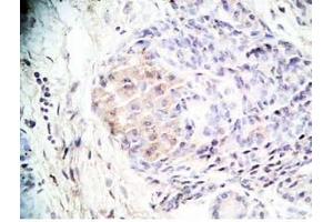 Human pancreas tissue was stained by Rabbit Anti-Orexin A (16-33) (H) Antibody (Orexin A Antikörper  (amidated))