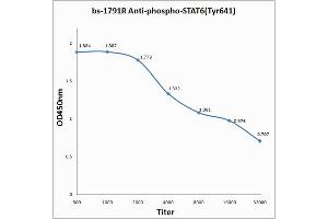 Antigen: 2 µg/100 µL Primary: Antiserum, 1:500, 1:1000, 1:2000, 1:4000, 1:8000, 1:16000, 1:32000; Secondary: HRP conjugated Rabbit Anti-Goat IgG at 1: 5000; TMB staining Read the data in Microplate Reader by 450nm. (STAT6 Antikörper  (pTyr641))