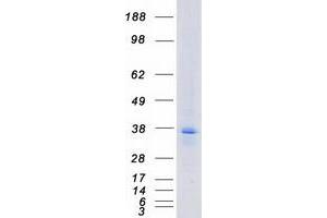Validation with Western Blot (F2RL3 Protein (Myc-DYKDDDDK Tag))