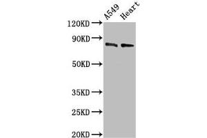Western Blot Positive WB detected in: A549 whole cell lysate, Mouse heart tissue All lanes: DNM1L antibody at 0. (Dynamin 1-Like Antikörper  (AA 496-710))