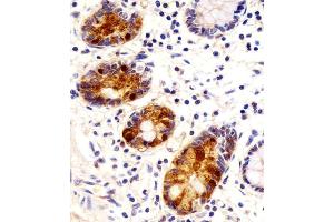 Antibody staining REG3G in human small intestine sections by Immunohistochemistry (IHC-P - paraformaldehyde-fixed, paraffin-embedded sections).