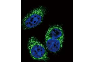 Confocal immunofluorescent analysis of TGFB2 Antibody (ABIN659106 and ABIN2838086) with A549 cell followed by Alexa Fluor® 488-conjugated goat anti-mouse lgG (green). (TGFB2 Antikörper)