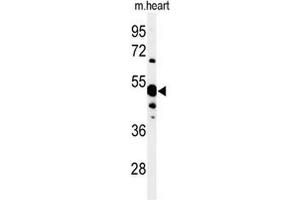 Western blot analysis of 5NT1A Antibody (N-term) in mouse heart tissue lysates (35 µg/lane).