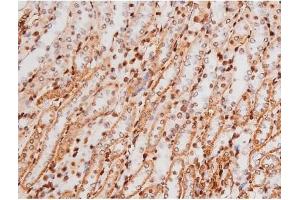 ABIN6267365 at 1/200 staining Mouse kidney tissue sections by IHC-P.