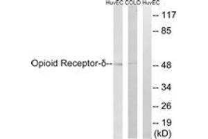 Western blot analysis of extracts from HuvEc/COLO205 cells, using Opioid Receptor-delta (Ab-363) Antibody. (OPRD1 Antikörper  (AA 323-372))