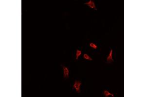 Immunofluorescence (fixed cells) (IF/ICC) image for anti-Nuclear Factor (erythroid-Derived 2)-Like 2 (NFE2L2) (N-Term) antibody (ABIN6263730)