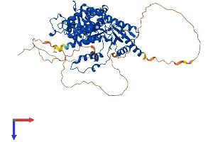 HDC Protein (AA 1-662) (His tag)