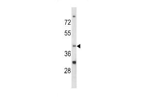 Western blot analysis of CCRN4L antibody in K562 cell line lysates (35ug/lane) (CCRN4L Antikörper  (C-Term))