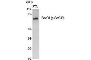 Western Blot (WB) analysis of specific cells using Phospho-FoxO1 (S319) Polyclonal Antibody.