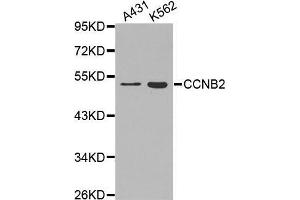 Western blot analysis of extracts of various cell lines, using CCNB2 antibody. (Cyclin B2 Antikörper  (AA 1-100))