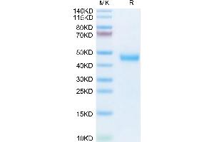 Kallikrein 5 Protein (KLK5) (AA 30-293) (His tag)