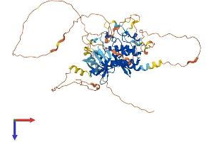 TESK2 Protein (AA 1-570) (His tag)