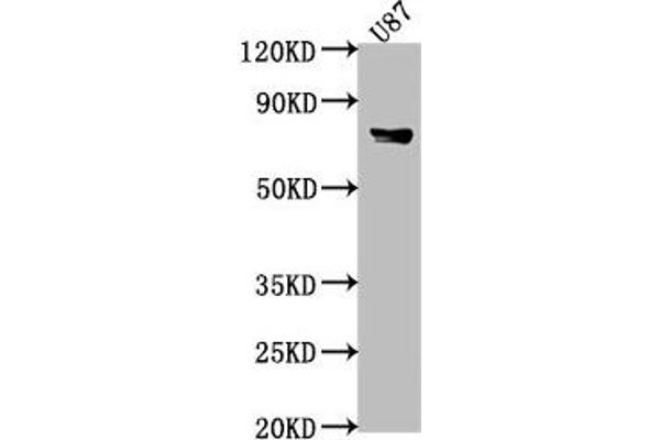 FEM1B anticorps  (AA 400-627)