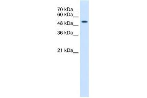 WB Suggested Anti-KRT8 Antibody Titration:  0. (KRT8 Antikörper  (N-Term))