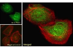 ABIN6391360 Immunofluorescence analysis of paraformaldehyde fixed U2OS cells, permeabilized with 0. (ERCC1 Antikörper  (Internal Region))
