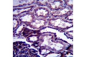 Immunohistochemistry (IHC) image for anti-Insulin-Like Growth Factor 1 (IGF1) (AA 115-144) antibody (ABIN3031342)