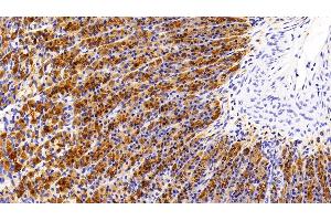 Detection of PGA in Rat Stomach Tissue using Polyclonal Antibody to Pepsinogen A (PGA) (Pepsinogen A Antikörper  (AA 16-387))