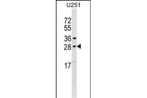 OSTF1 Antibody (N-term) (ABIN1539641 and ABIN2848748) western blot analysis in  cell line lysates (35 μg/lane). (OSTF1 Antikörper  (N-Term))