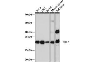 Western blot analysis of extracts of various cell lines, using CDK2 Rabbit mAb  at 1:1000 dilution. (CDK2 Antikörper)