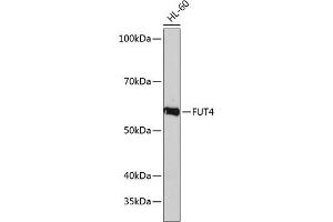 Western blot analysis of extracts of HL-60 cells, using FUT4 Polyclonal Antibody (ABIN7267274) at 1:1000 dilution. (CD15 Antikörper  (AA 200-300))