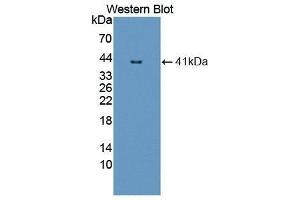 Western Blotting (WB) image for anti-Nuclear Factor kappa B (NFkB) (AA 47-372) antibody (ABIN1862963) (NFkB Antikörper  (AA 47-372))
