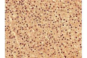 Immunohistochemistry of paraffin-embedded human adrenal gland tissue using ABIN7173954 at dilution of 1:100