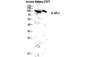 Western Blot (WB) analysis of Mouse Kidney 293T lysis using IL-4Ralpha antibody. (IL4 Receptor Antikörper  (Ser540))