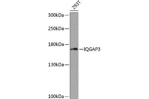 Western blot analysis of extracts of 293T cells, using IQG antibody (ABIN6128096, ABIN6142510, ABIN6142512 and ABIN6218480) at 1:1000 dilution. (IQGAP3 Antikörper  (AA 1437-1631))
