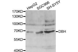 Western blot analysis of extracts of various cell lines, using DBH antibody. (DBH Antikörper  (AA 150-250))