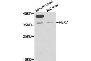 Western blot analysis of extracts of various cell lines, using PEX7 antibody (ABIN2564489) at 1:1000 dilution. (PEX7 Antikörper)
