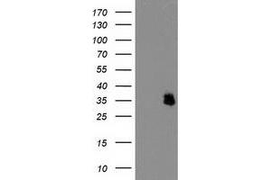 Western Blotting (WB) image for anti-Interferon-Induced Protein 35 (IFI35) antibody (ABIN1498802) (IFI35 Antikörper)