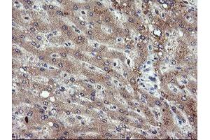 Image no. 1 for anti-Phosphoinositide-3-Kinase, Catalytic, gamma Polypeptide (PIK3CG) antibody (ABIN1500203) (PIK3 gamma Antikörper)