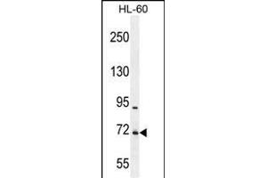 WDR93 Antibody (C-term) (ABIN655448 and ABIN2844978) western blot analysis in HL-60 cell line lysates (35 μg/lane). (WDR93 Antikörper  (C-Term))