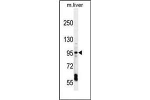 EXOC3L1 Antikörper  (C-Term)