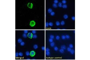Immunofluorescence staining of fixed mouse splenocytes with anti-GITRL (Tumor necrosis factor ligand superfamily member 18) antibody YGL386. (Rekombinanter TNFSF18 Antikörper)