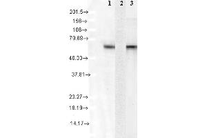 Western Blot analysis of Human Cell lysates showing detection of Hsc70 protein using Mouse Anti-Hsc70 Monoclonal Antibody, Clone 1F2-H5 . (Hsc70 Antikörper  (Atto 390))