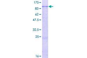 Image no. 1 for Interleukin 31 Receptor A (IL31RA) (AA 1-732) protein (GST tag) (ABIN1307812)