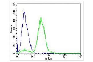 Overlay histogram showing Jurkat cells stained with (ABIN6242898 and ABIN6577958) (green line). (AVPR2 Antikörper  (C-Term))