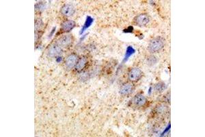 Immunohistochemical analysis of EEF1D staining in rat brain  formalin fixed paraffin embedded tissue section. (EEF1D Antikörper)
