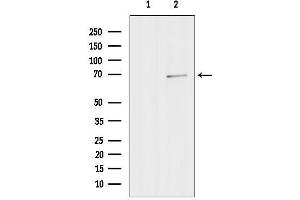 anti-Zinc Finger Protein 143 (ZNF143) (N-Term) antibody