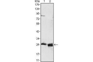 Western blot analysis using APOA1 mouse mAb against HepG2 cell lysate (1) and human serum (2).