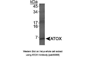 Image no. 1 for anti-ATX1 Antioxidant Protein 1 Homolog (ATOX1) antibody (ABIN363675) (ATOX1 Antikörper)