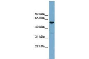 ACTR10 Antikörper  (AA 287-336)
