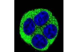 Confocal immunofluorescent analysis of NQO1 Antibody (Center) (ABIN391528 and ABIN2841484) with Hela cell followed by Alexa Fluor 488-conjugated goat anti-rabbit lgG (green). (NQO1 Antikörper  (AA 118-144))