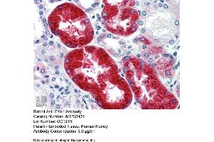 Immunohistochemistry with Human kidney lysate tissue at an antibody concentration of 5. (EYA1 Antikörper  (Middle Region))