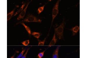 Immunofluorescence analysis of NIH-3T3 cells using CKMT1B Polyclonal Antibody at dilution of 1:100 (40x lens). (CKMT1B Antikörper)