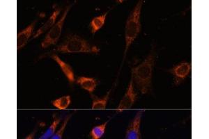 Immunofluorescence analysis of NIH-3T3 cells using CKMT1B Polyclonal Antibody at dilution of 1:100 (40x lens).