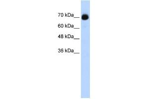 WB Suggested Anti-CXXC1 Antibody Titration:  0. (CXXC1 Antikörper  (C-Term))