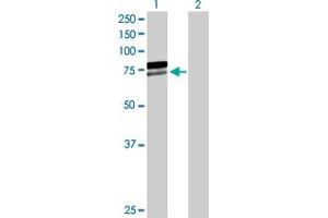 Western Blot analysis of AIFM1 expression in transfected 293T cell line by AIFM1 MaxPab polyclonal antibody. (AIF Antikörper  (AA 1-613))