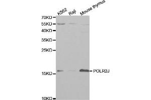 Western blot analysis of extracts of various cell lines, using POLR2J antibody (ABIN5970942) at 1/1000 dilution. (POLR2J Antikörper)